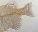 Large, Phareodus Fish Fossil - Wyoming #12656-3